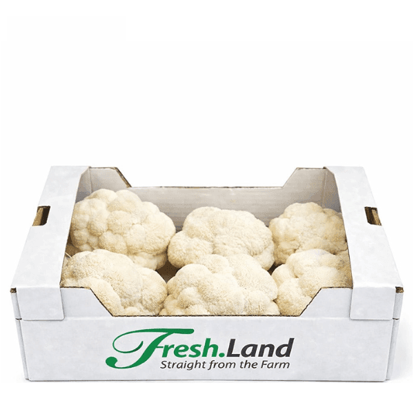 Øko Lion’s Mane 🇩🇰