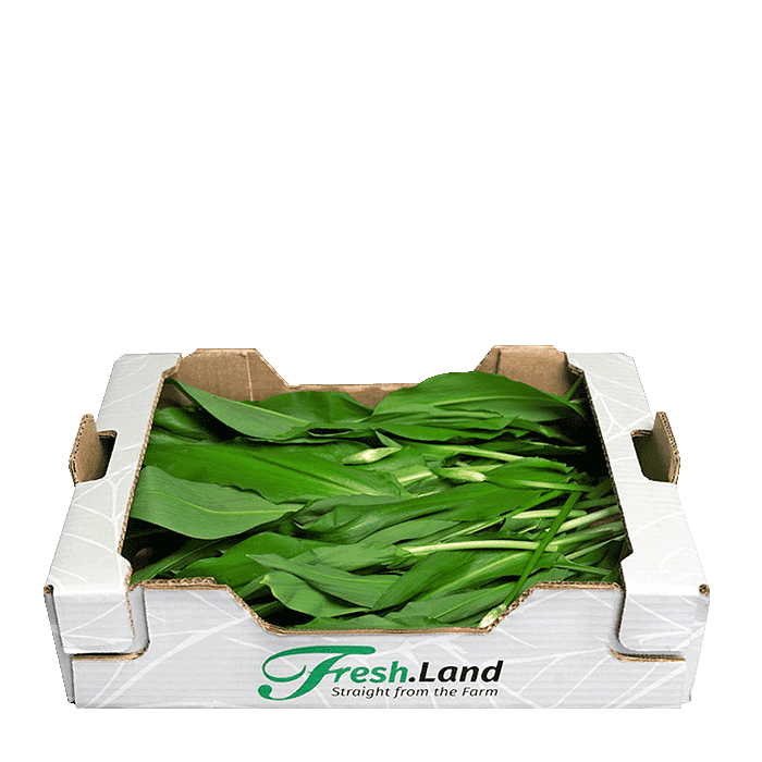 Vilde Ramsløg 🇩🇰