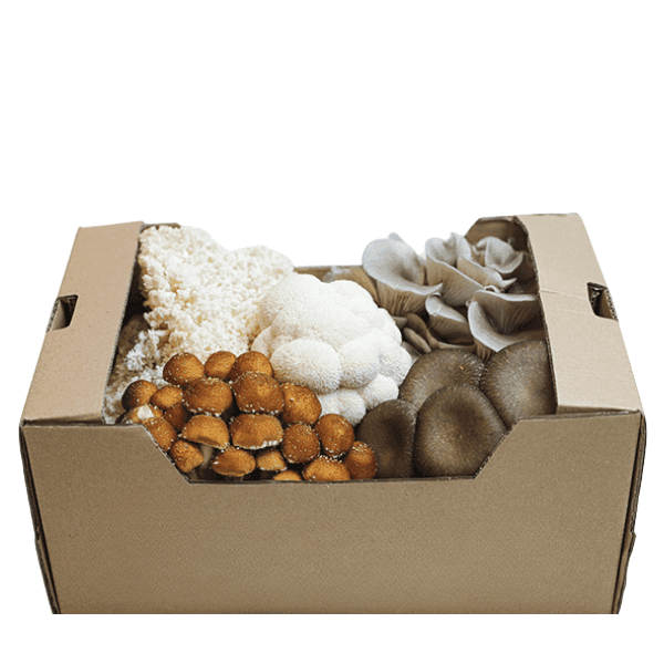 Øko Gourmet Svampe 🇩🇰