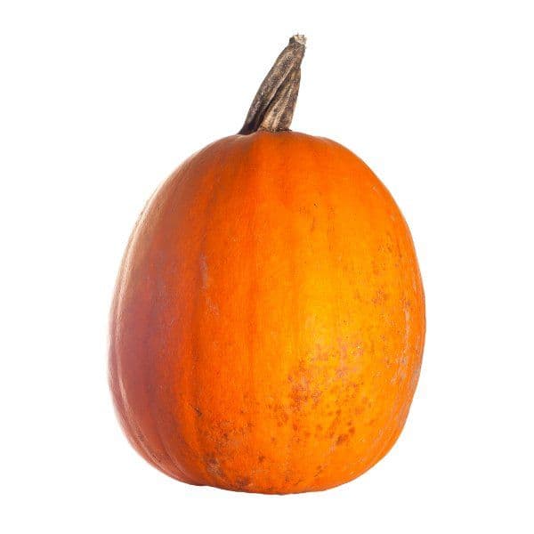 Øko Halloween Græskar 🇩🇰