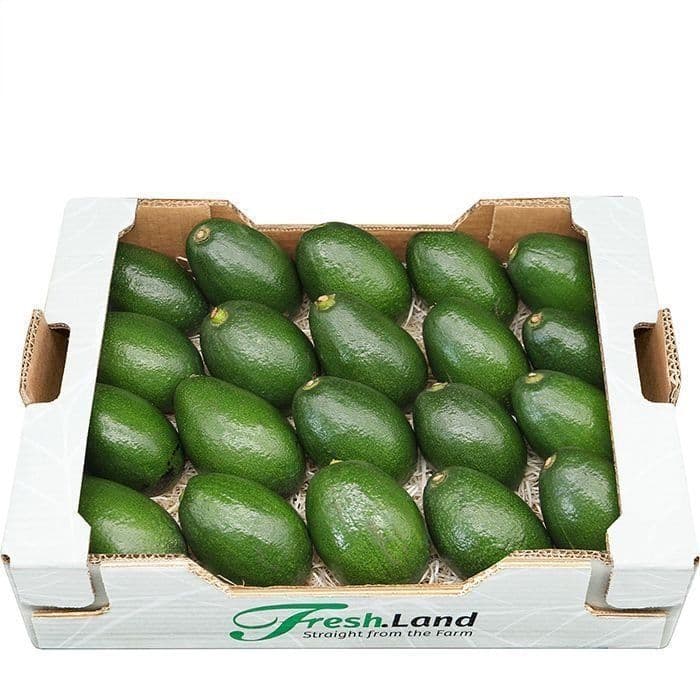 Øko Kæmpe Avocado 🇪🇸 — Fresh.Land