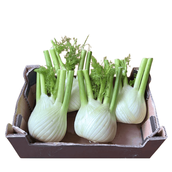 Øko Fennikel 🇪🇸